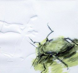 “La Naturaleza y el reino de los insectos”, protagonistas de una exposición del Centro Cultural El Soto